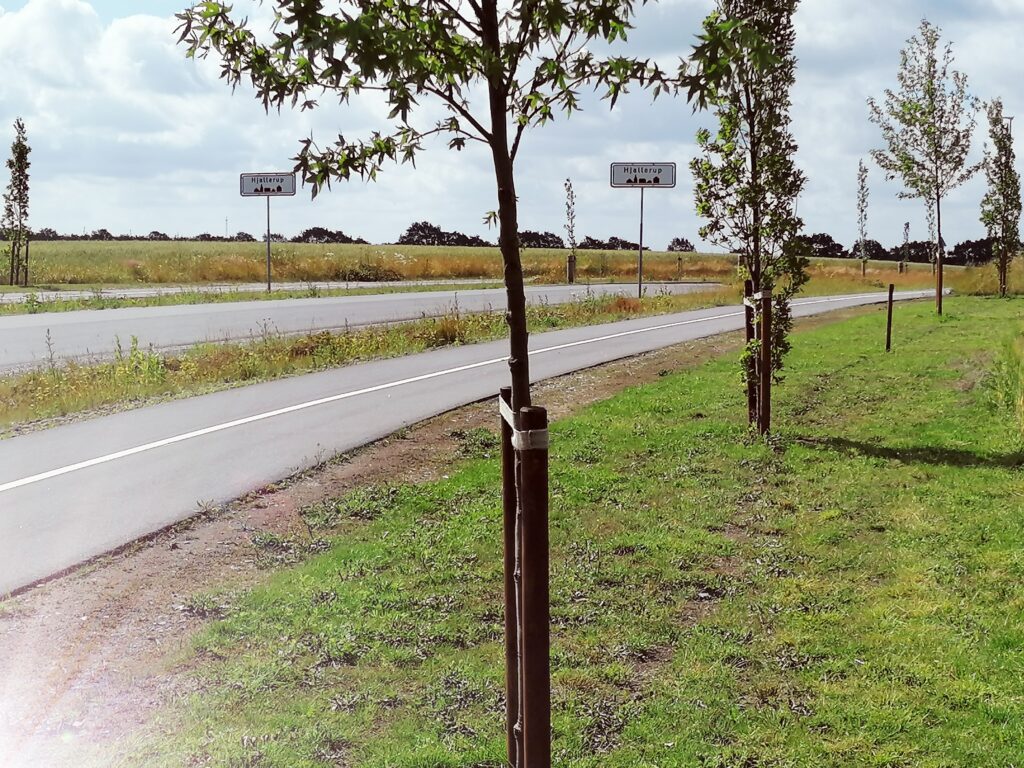 Allé træer i Hjallerup